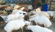 File Photo: Livestock at Al Wakra Central Market. (Pic by Abdul Basit / The Peninsula)