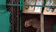  In this file handout photograph taken on September 17, 2022 and released by the Indian Press Information Bureau (PIB) shows a wild cheetah being released at Kuno National Park in Madhya Pradesh state. Photo by PIB / AFP