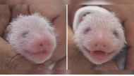 This combination of handout photos taken on July 7, 2023 and provided on July 12 by Everland shows the newly born female twin pandas at Everland Amusement and Animal Park in Yongin. Photo by Handout / Everland / AFP