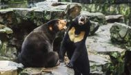 Two sun bears interact in their enclosure at Hangzhou Zoo in Hangzhou, in China's eastern Zhejiang province on August 1, 2023. Photo by AFP