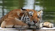 A Siberian tiger cools off amid sweltering temperatures at the Baghdad Zoo in the Iraqi capital on August 8, 2023. (Photo by Ahmad Al-Rubaye / AFP)
