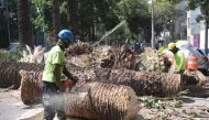 Workers from the Secretary of Environment prune palm trees that were attacked by a plague in Mexico City on August 10, 2023. (Photo by Rodrigo Arangua / AFP)

