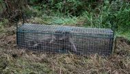 A raccoon is trapped in a cage near the village of Chapois in the province of Namur on September 1, 2023. (Photo by John Thys / AFP)