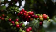 File photo: Coffee berries are seen on a tree at the Biological Institute plantation in Sao Paulo, Brazil, on May 8, 2021. (Reuters/Amanda Perobelli)

