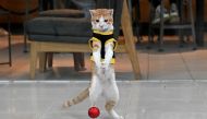 This picture taken on September 27, 2023 shows Conan the cat, seen wearing a black-and-yellow security vest, failing to catch a ball during playtime. (Photo by Jam Sta Rosa / AFP)
