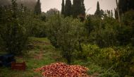 This photo taken on September 24, 2023 shows apples in a field in Zagora, northern Greece. Photo by Angelos Tzortzinis / AFP