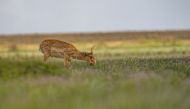 (FILES) A Saiga antelope grazes in the steppe on the border of Akmola and Kostanay regions of Kazakhstan in the morning of May 10, 2022. (Photo by Abduaziz MADYAROV / AFP)
