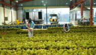 Staff members label durians to be exported to China at a durian processing plant in Dak Lak province, Vietnam, Sept. 15, 2023. Xinhua/Hu Jiali