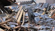A rescue dog joins firefighters searching for people in the rubble of a collapsed house in the city of Wajima, Ishikawa prefecture on January 4, 2024, after a major 7.5 magnitude earthquake struck the Noto region in Ishikawa prefecture on New Year's Day. Photo by Kazuhiro NOGI / AFP