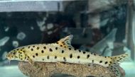 This handout photograph taken and released on January 18, 2024 by Turkish news agency DHA (Demiroren News Agency) shows a leopard barbel fish inside an aquarium after it has been spotted in Tigris river, in Sirnak. (Photo by Demiroren News Agency via AFP) 