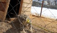 A snow leopard is seen in a cage at the governor's house in Fayzabad on February 4, 2024. (Photo by Omer Abrar / AFP)

