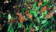 Image Credit: Monarch Butterfly Biosphere Reserve (Mexico) Carlos Gottfried via UNESCO