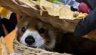 This handout photo taken on March 4, 2024 and released on March 6 by Thailand's Customs Department shows a red panda that was rescued after being found in the luggage of a group of Indian nationals attempting to travel to Mumbai, at Suvarnabhumi International Airport in Bangkok. Photo by Handout / Thailand's Customs Department / AFP