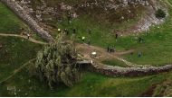 An aerial view shows the felled Sycamore Gap tree, along Hadrian's Wall, near Hexham, northern England on September 28, 2023. Photo by Oli SCARFF / AFP


