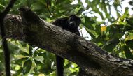 A wild howler monkey (Alouatta pigra) is seen in the branches of a tree in Comalcalco, Tabasco State, Mexico, on May 20, 2024. (Photo by Yuri Cortez / AFP)