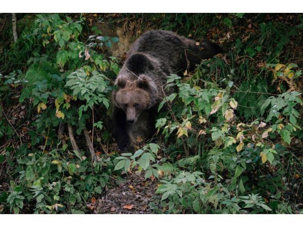 File photo of a bear used for representation 