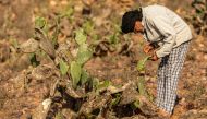 A man inspects prickly pear cacti in the Sidi Ifni region along central Morocco's Atlantic coast on June 29, 2024. (Photo by Fadel Senna / AFP)