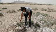 A volunteer picks an injured and dehydrated flamingo near a dried-up lagoon area in the Algerian northeastern region of Ain Mlila on July 19, 2024, following a rescue operation by local residents. Photo by AFP