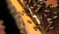 This photograph shows honey bees in their beehive at honey producer La Ruche des Puys in Saint Ours, Auvergne, on August 20, 2024. (Photo by Emmanuel DUNAND / AFP)
