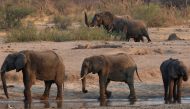 File photo: A group of elephants are seen near a watering hole inside Hwange National Park, in Zimbabwe, October 23, 2019. (Reuters)