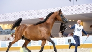 The 4th Doha International Arabian Horse Show will see the participation of 300 horses from Qatar, Saudi Arabia, Bahrain, Kuwait and the UAE.