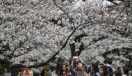 People take photos of cherry blossoms by Kudanzaka Park as the blossom viewing season begins in full in central Tokyo on March 31, 2025. (Photo by Richard A. Brooks / AFP)