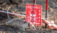 This handout photo taken on February 23, 2022 and released by Belgian charity APOPO on April 4, 2025 shows a rat named Ronin sniffing for landmines in a mine field in Preah Vihear province. (Photo by Handout / APOPO / AFP)