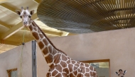 Kipi, a mama giraffe, gave birth unexpectedly to a female calf, right, on March 27 at the Maryland Zoo in Baltimore. Pic: Maryland Zoo