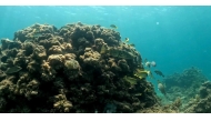 The ministry conducted a survey of Haalat Al-Aseeri area.