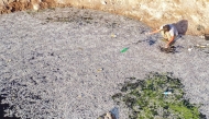 This aerial view shows a man inspecting dead fish during a mass die-off at the Ibn Najm marsh on June 1, 2025. (Photo by Qassem al-KAABI / AFP)