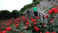 Ariana Nikolla poses in a public rose garden in Permet, some 250km Southwest of the capital Tirana, on May 28, 2025. (Photo by Adnan Beci / AFP)