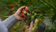 (Files) A seasonal worker picks strawberries at Hugh Lowe Farms, near Maidstone, Kent on June 21, 2021. (Photo by Ben Stansall / AFP)
 