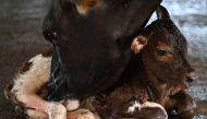Representational photo showing a newborn calf being licked by its mother in the area where inmates work caring for livestock as part of the 