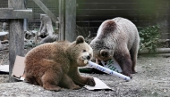 A handout picture released by Wildwood Devon wildlife park on June 24, 2025 shows two bears Misha and Lucy, both 4, in their enclosure at Wildwood Devon in Ottery St Mary, southwestern England. Photo by Handout / WILDWOOD TRUST / AFP