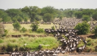Wildebeest migration crossing Mara river at Serengeti National Park - Tanzania.
Photo for representational purposes only. Source: Unsplash