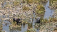This aerial view shows water buffaloes drinking from a marsh in the drought-striken Chibayish marshes in Iraq's southern Dhi Qar province on August 19, 2025. (Photo by Asaad Niazi / AFP)
 