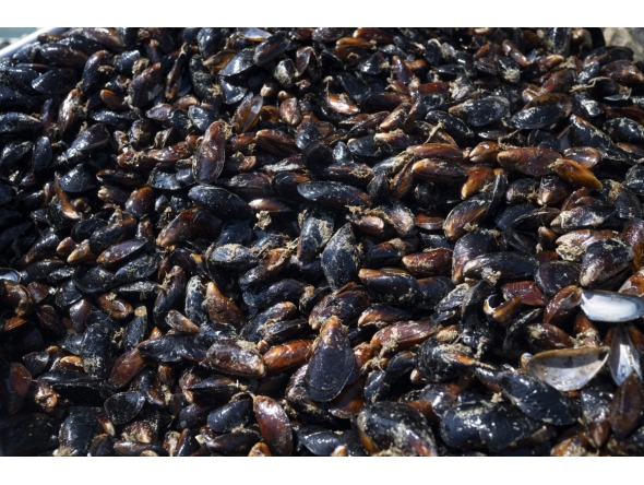 Mussels are collected on a harvesting ship near Cape Kaliakra, in the northern Bulgarian Black Sea Coast on August 18, 2025. Photo by Nikolay DOYCHINOV / AFP