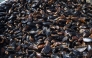 Mussels are collected on a harvesting ship near Cape Kaliakra, in the northern Bulgarian Black Sea Coast on August 18, 2025. Photo by Nikolay DOYCHINOV / AFP