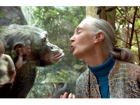 File: Jane Goodall, the world's foremost authority on chimpanzees, communicates with chimpanzee Nana, on June 6, 2004 at the zoo of Magdeburg in eastern Germany. (Photo by Jens Schlueter / DDP / AFP)
