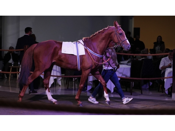 A total of 97 lots went under the hammer, including 97 lots, 36 two-year-olds, two yearlings, 31 horses currently in training and 28 of breeding stock. PIC: Debbie Burt