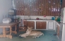 This handout photo taken and released on October 5, 2025 by Thailand's Department of National Parks, Wildlife and Plant Conservation (DNP) shows a female pet lion chained to a kitchen table before being confiscated by authorities, in western Kanchanaburi province. (Photo by Handout / Thailand's Department of National Parks, Wildlife and Plant Conservation (DNP) / AFP)