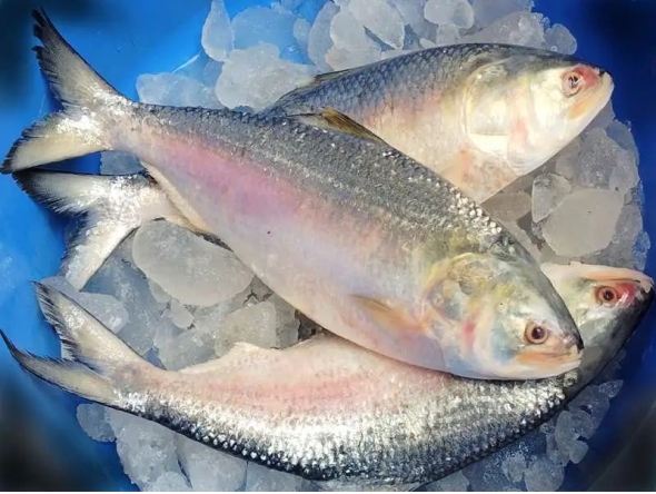 Hilsa - Bangladesh's national fish and a much-loved delicacy / Image: social media
