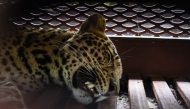 A tranquilized Javan leopard lies inside a cage at a hotel in Bandung, West Java, on October 6, 2025. (Photo by Timur Matahari / AFP)