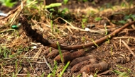 This photo taken on September 11, 2025 shows unexploded US World War II bombs found in the vegetable garden of Dennis Phillip's home in Honiara. (Photo by Ben Strang / AFP) 