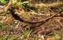 This photo taken on September 11, 2025 shows unexploded US World War II bombs found in the vegetable garden of Dennis Phillip's home in Honiara. (Photo by Ben Strang / AFP) 
