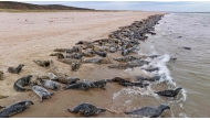 (Files) This aerial view shows seals on Ile Dorion Beach, a protected island of Les Iles-de-la-Madeleine, Quebec, Canada, on May 30, 2023. (Photo by Sebastien ST-JEAN / AFP)