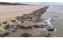 (Files) This aerial view shows seals on Ile Dorion Beach, a protected island of Les Iles-de-la-Madeleine, Quebec, Canada, on May 30, 2023. (Photo by Sebastien ST-JEAN / AFP)