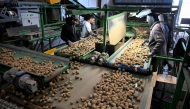 Employees of an agricultural cooperative sort potatoes after harvesting in Geer, eastern Belgium on September 26, 2025. (Photo by Nicolas Tucat / AFP)