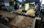 Employees of an agricultural cooperative sort potatoes after harvesting in Geer, eastern Belgium on September 26, 2025. (Photo by Nicolas Tucat / AFP)