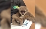 This handout picture taken and released by Customs Mumbai International Airport on October 30, 2025, shows a silvery gibbon as it was seized from a checked baggage of a passenger travelling from Malaysia via Thailand, at Mumbai International Airport. Photo by Handout / Customs Mumbai International Airport / AFP